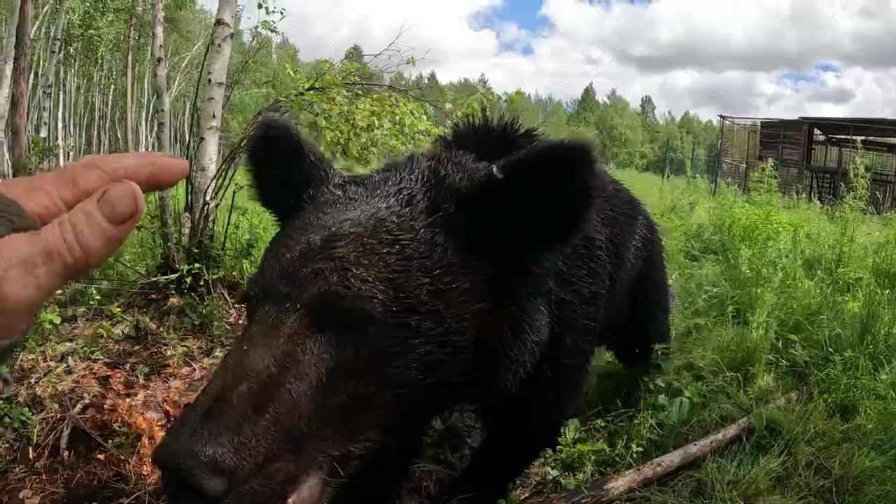 У Буржуя прёт энергия через край. смотреть онлайн