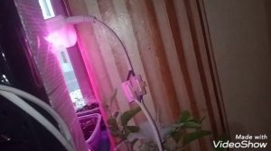 Фитолампа если потерян эл.провод нюансы
