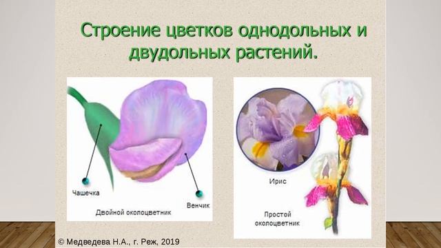 Классификация покрытосеменных смотреть онлайн