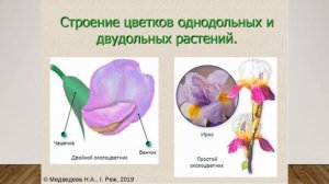 Классификация покрытосеменных