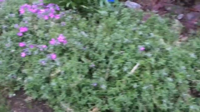 ??Обзор моего цветника ??2 часть смотреть онлайн