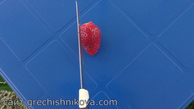 ПАРТЕНОПА ранний сорт клубники