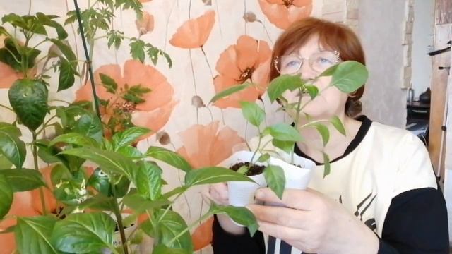 Колосится рассада на окнах)))Уход и подкормка удобрением JOY "Томаты, перцы, баклажаны")) смотреть онлайн