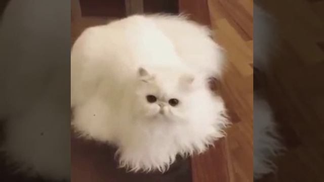 Видео от Котики - Собачки смотреть онлайн