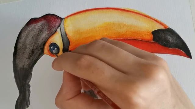 #4 Рисуем Тукана | Птица из Джунглей смотреть онлайн