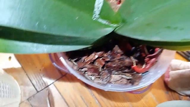 обработка фитоспорином -м орхидея смотреть онлайн