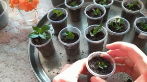 Кроссандра -  Размножение на подоконнике: черенки, полив, земля...!?