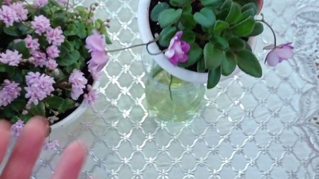 Фиалки у Алисы. Трейлерные сорта фиалок. смотреть онлайн