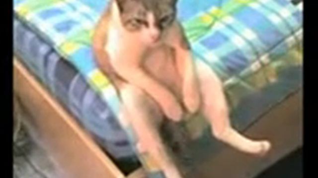 У кота депресняк.3gp