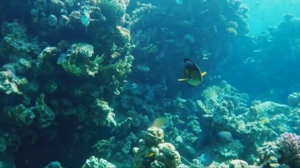 Quedarse Dormido en Menos de 3 MINUTOS | Restauración Cuerpo Mente | Liberación de Melatonina