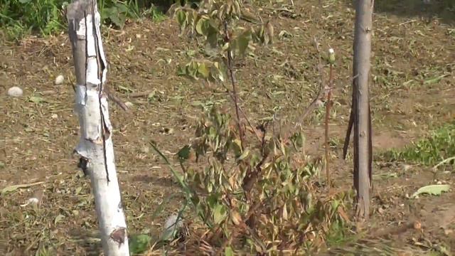 Почему засох кустик?