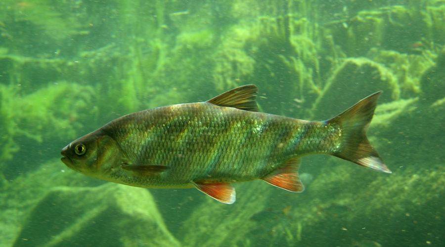 Подводная охота на язя (1 часть). смотреть онлайн