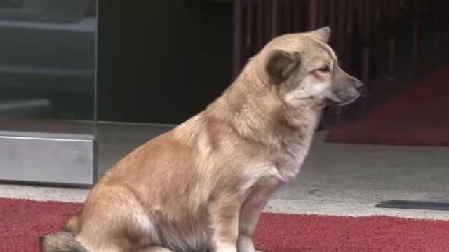 TO TEARS! 😢 The cat COMFORTED the abandoned dog! смотреть онлайн