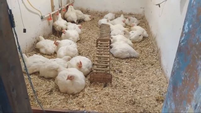 Прямой Эфир. Начинаем Забой Бройлеров 54 день смотреть онлайн