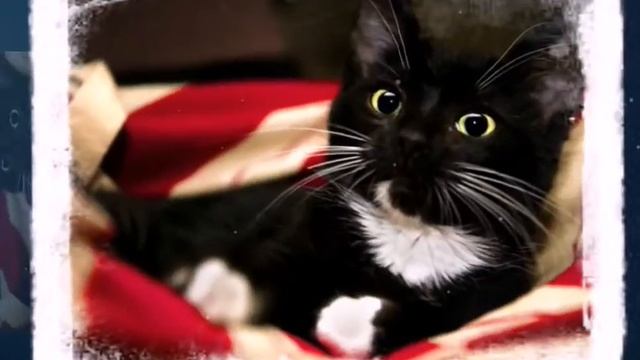 Красота черно - белых котят смотреть онлайн