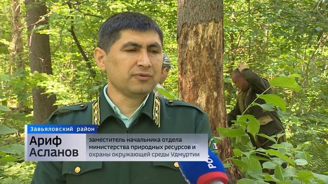 В лесах Удмуртии ищут опасных вредителей смотреть онлайн