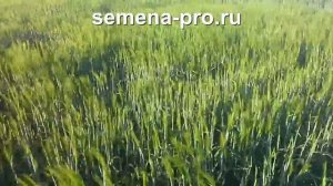 Канадский озимый ячмень - шестирядный колос