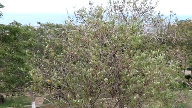 Дербент крепость Нарын-кала, Джума-мечеть, хижина Петра I. Цены, советы, достопримечательности! смотреть онлайн