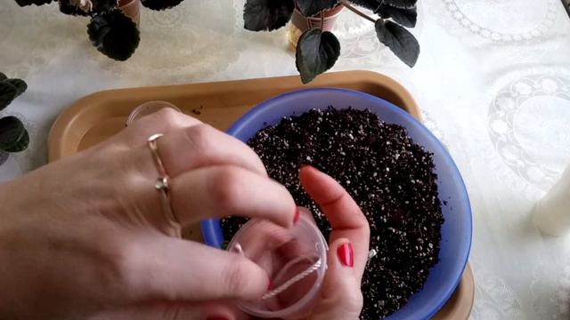 Нужно ли ПРИУЧАТЬ фиалку к фитилю??? смотреть онлайн