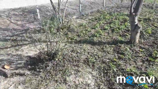 Я был на #даче #земля_сухая там красивая #цветок это вам цветы 😉👍 удачи всем 7 04 2020 смотреть онлайн