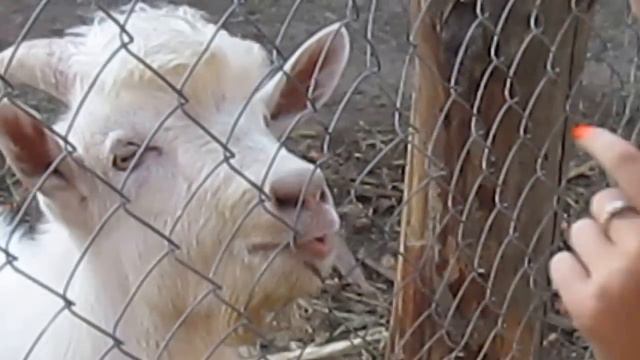 девушка дразнит козла смотреть онлайн