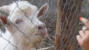 девушка дразнит козла