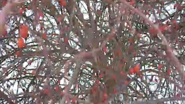 Куст шиповника зимой. смотреть онлайн