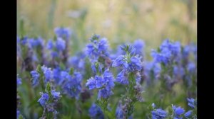 Достойно есть. Греческий распев, 8 глас. Лапаев Г. Н.  Церковный  хор. Православные песнопения.