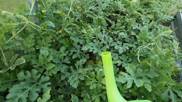 Июль на даче. Подкормка томатов, огурцов и перцев травяным настоем. смотреть онлайн