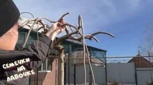 Декоративная  обрезка шелковицы плакучей. Как правильно сформировать красивый зонтик.