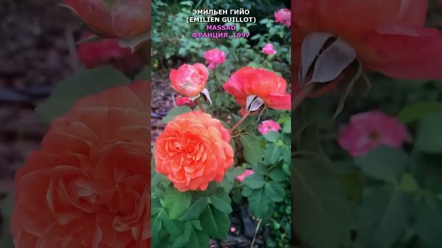 Роза Эмильен Гийо в моем саду 20.08.21. Massad, 1997. Emilien Guillot Rose In My Garden. #shorts,