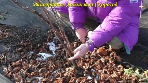 Обрезка кустов винограда для прививки "черным в зеленое"