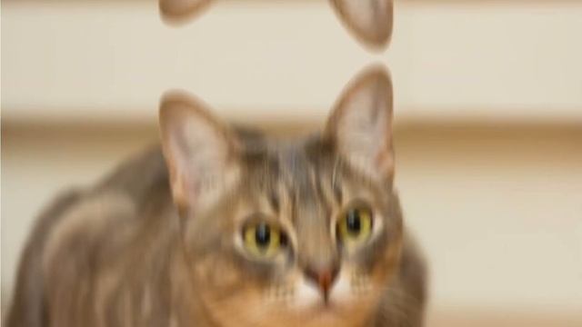 Австралийский мист? смотреть онлайн