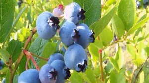 Как подкислить почву для голубики