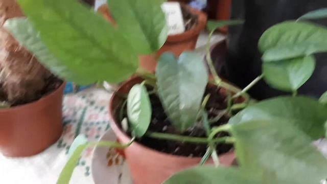 Комнатные растения. Октябрь .  Epipremnum Pinnatum Cebu Blue