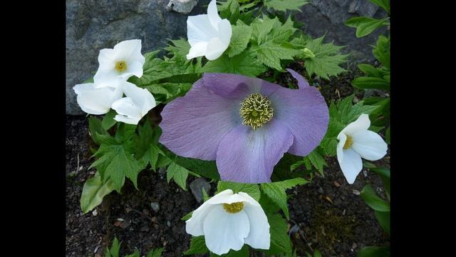 Flores De Glaucidium Palmatum   Dj Kikito