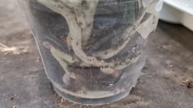 Pandora, Pretty Romance, Cassie и другие орхидеи с названиями в магазине Бауцентр г. Омск. смотреть онлайн