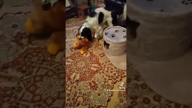 Какой хорошенький...))) смотреть онлайн