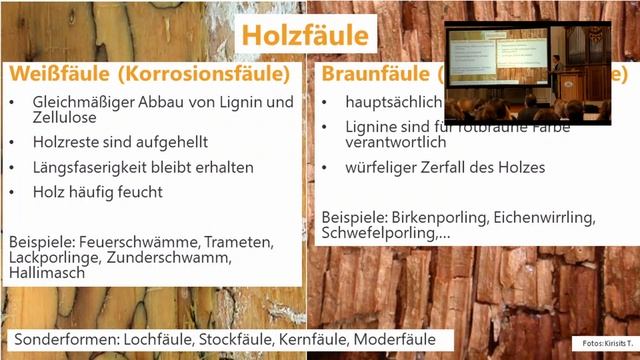 Gut oder Böse - Die Zerstörer unter den Baumpilzen смотреть онлайн