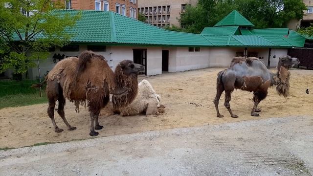 МОСКОВСКИЙ ЗООПАРК - ВЕРБЛЮДЫ смотреть онлайн