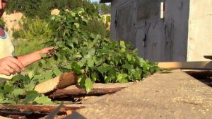 Просто и легко вяжем берёзовый веник для бани. Банный веник из берёзы. Заготовка веника в баню лето