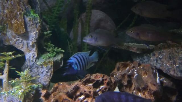 Pseudotropheus zebra/ Maylandia zebra смотреть онлайн
