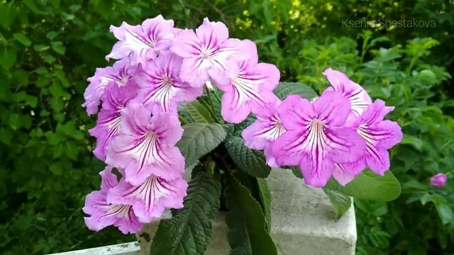 Самый яркий и нежный цветок. Стрептокарпус ЦФ-Старый Арбат смотреть онлайн