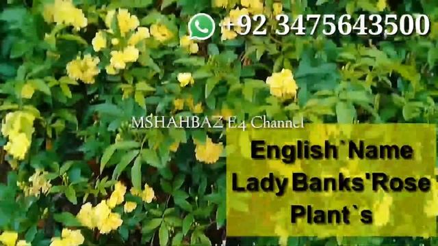 Rosa Climbing Iceberg Plant And Lady Banks Rose Gulab Ki Bel Yellow White Flowering.