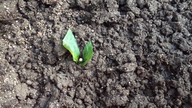 Садово-огородные дела на июль смотреть онлайн