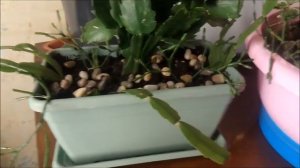 Цветочные композиции из комнатных растений.