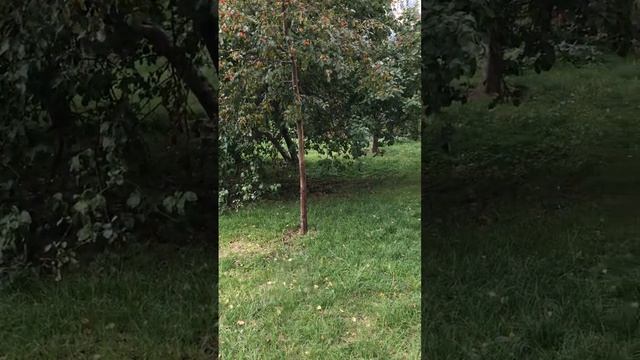 Таблички установленные префектурой цао о запрете выгула собак в нашем дворе вырваны и выброшены. смотреть онлайн