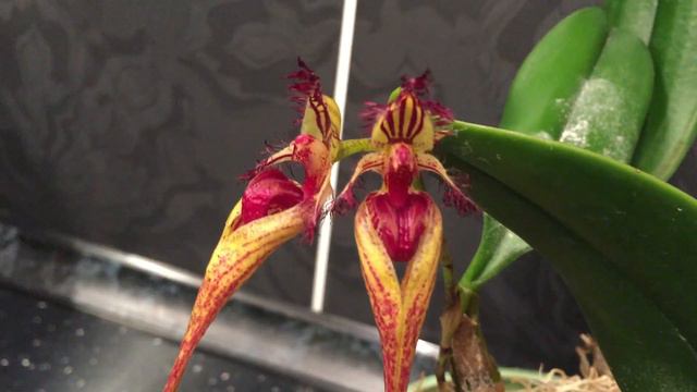 Орхидея Bulbothylum уже неделю живёт у меня))) Открылись бутоны)) Неземные цветочки) смотреть онлайн