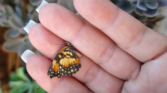 Echeveria metálica como cuidar? #dicas #suculentas #echeveriametalica смотреть онлайн