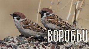 Домовый и полевой воробьи. Сходство и отличия (Птицы России) Фильм 67